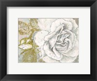 White Rose Blossom Fine Art Print