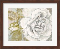 White Rose Blossom Fine Art Print