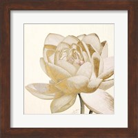 Vintage Lotus Cream II Fine Art Print