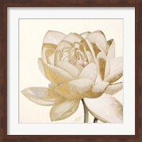 Vintage Lotus Cream II Fine Art Print