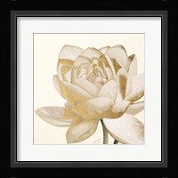Vintage Lotus Cream II Framed Print
