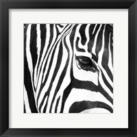 Zebra Up Close Fine Art Print