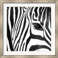 Zebra Up Close Fine Art Print