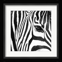 Zebra Up Close Fine Art Print