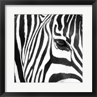 Zebra Up Close Fine Art Print