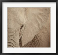 Elephant Up Close Fine Art Print