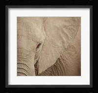Elephant Up Close Fine Art Print