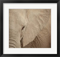 Elephant Up Close Fine Art Print