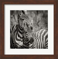 Zebra Pair Fine Art Print