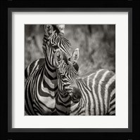 Zebra Pair Fine Art Print