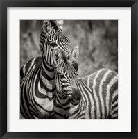 Zebra Pair Fine Art Print
