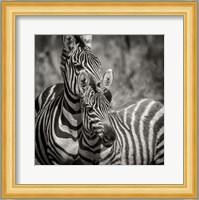 Zebra Pair Fine Art Print