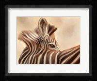 Zebra Looking Over Shoulder Fine Art Print