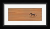 Zebra Running Fine Art Print