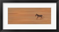 Zebra Running Fine Art Print