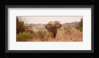 Elephant in the Savannah Fine Art Print