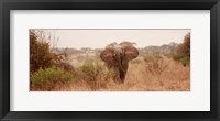Elephant in the Savannah Fine Art Print