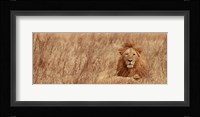 Majestic Lion Fine Art Print
