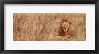 Majestic Lion Fine Art Print