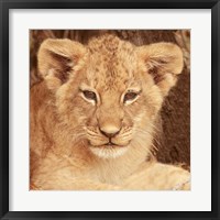 Lion Cub Fine Art Print