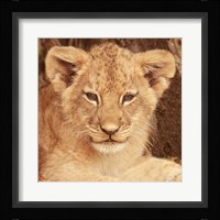 Lion Cub Fine Art Print