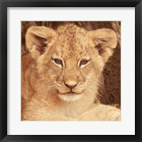 Lion Cub Fine Art Print