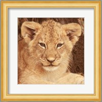 Lion Cub Fine Art Print