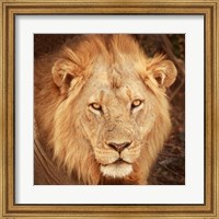 Lion Up Close Fine Art Print