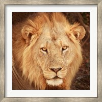 Lion Up Close Fine Art Print