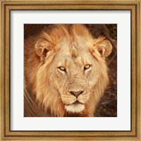 Lion Up Close Fine Art Print