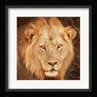 Lion Up Close Fine Art Print