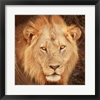 Lion Up Close Fine Art Print