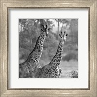 A Pair of Giraffes Fine Art Print