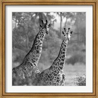 A Pair of Giraffes Fine Art Print