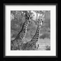 A Pair of Giraffes Fine Art Print