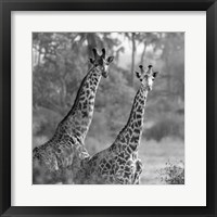 A Pair of Giraffes Fine Art Print