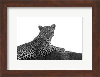 Leopard in Black and White Fine Art Print