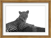 Leopard in Black and White Fine Art Print