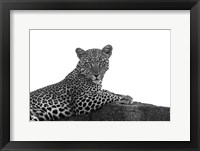 Leopard in Black and White Fine Art Print