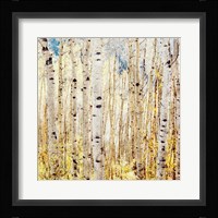 Birch Grove Fine Art Print