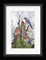 A Bluebird Morning Fine Art Print