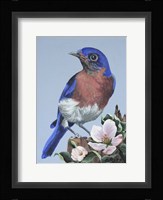 Bluebird Watch Fine Art Print