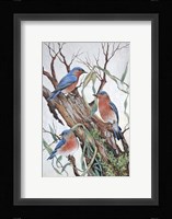 Bluebirds at Rest Fine Art Print