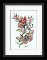 Butterfly with Starflower Fine Art Print