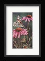 Coneflower with Butterfly Fine Art Print
