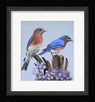 Eastern Bluebird Duo Fine Art Print