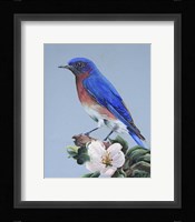 Eastern Bluebird Fine Art Print