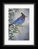 Stellar Jay in Winter Fine Art Print