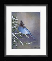 Stellar Jay Waiting for Sunrise Fine Art Print