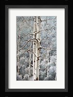 Aspen Duo Winter Fine Art Print